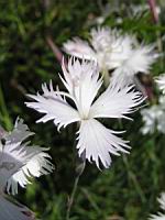 Dianthus Hungaricus (fam. Caryophyllacees) (03) (Photo F. Mrugala)
